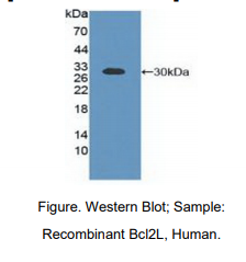 人B-细胞淋巴瘤因子2样蛋白(Bcl2L)多克隆抗体