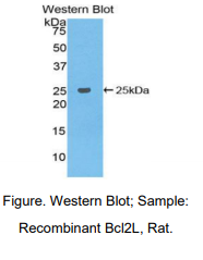 大鼠B-细胞淋巴瘤因子2样蛋白(Bcl2L)多克隆抗体