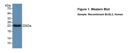 人B-细胞淋巴瘤因子2样蛋白2(Bcl2L2)多克隆抗体