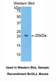 小鼠B-细胞淋巴瘤因子2样蛋白2(Bcl2L2)多克隆抗体