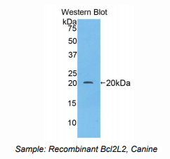 犬B-细胞淋巴瘤因子2样蛋白2(Bcl2L2)多克隆抗体