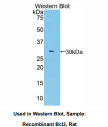 大鼠B-细胞淋巴瘤因子3(Bcl3)多克隆抗体