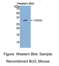 小鼠B-细胞淋巴瘤因子3(Bcl3)多克隆抗体
