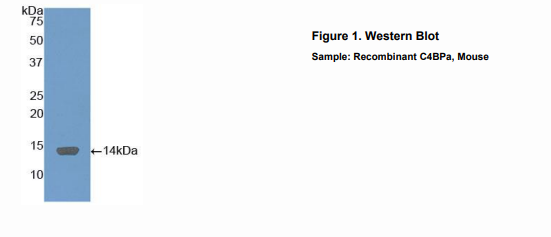 小鼠C4结合蛋白α(C4BPa)多克隆抗体