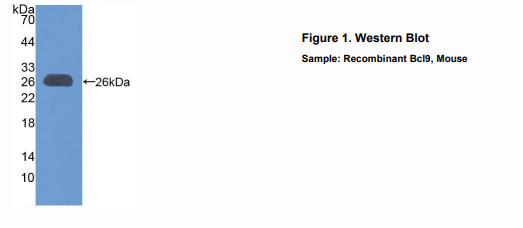 小鼠B-细胞淋巴瘤因子9(Bcl9)多克隆抗体