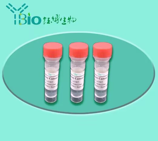 小鼠CCAAT增强子结合蛋白β(CEBPb)多克隆抗体