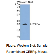 小鼠CCAAT增强子结合蛋白γ(CEBPg)多克隆抗体