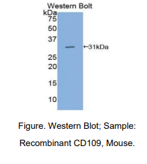 小鼠CD109分子(CD109)多克隆抗体