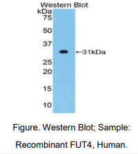 人CD15分子(CD15)多克隆抗体