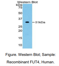 https://msimg.bioon.com/bionline/goods-no-pic.png