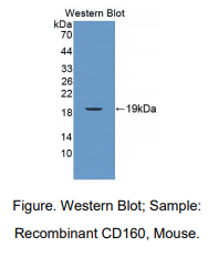 https://msimg.bioon.com/bionline/goods-no-pic.png