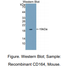 小鼠CD164分子(CD164)多克隆抗体