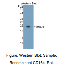 大鼠CD164分子(CD164)多克隆抗体