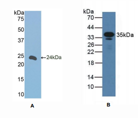 小鼠CD23分子(CD23)多克隆抗体