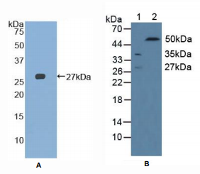 大鼠CD244分子(CD244)多克隆抗体