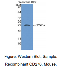 小鼠CD276分子(CD276)多克隆抗体