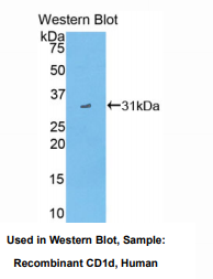 人CD1d分子(CD1d)多克隆抗体