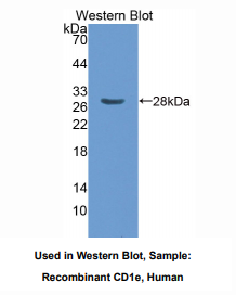 人CD1e分子(CD1e)多克隆抗体