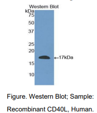 人CD40配体(CD40L)多克隆抗体