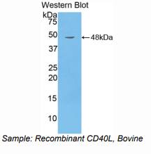 牛CD40配体(CD40L)多克隆抗体