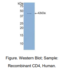 人CD4分子(CD4)多克隆抗体