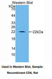 大鼠CD6分子(CD6)多克隆抗体