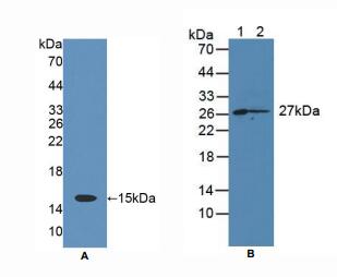 大鼠CD7分子(CD7)多克隆抗体