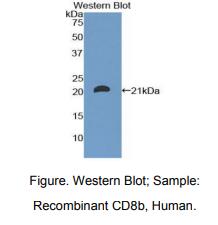 人CD8b分子(CD8b)多克隆抗体