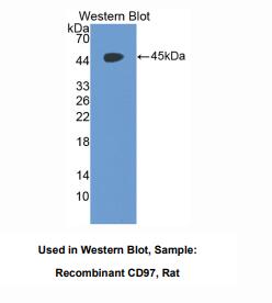 大鼠CD97分子(CD97)多克隆抗体