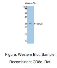 大鼠CD8a分子(CD8a)多克隆抗体