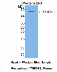 小鼠转化生长因子β受体Ⅲ(TGFbR3)多克隆抗体