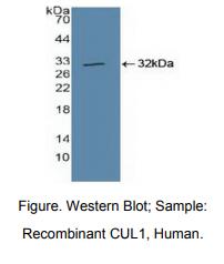 https://msimg.bioon.com/bionline/goods-no-pic.png