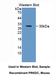小鼠DNA激活蛋白激酶催化亚基肽(PRKDC)多克隆抗体