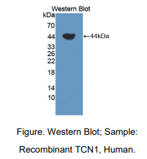 https://msimg.bioon.com/bionline/goods-no-pic.png