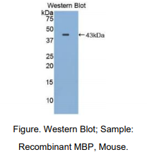 https://msimg.bioon.com/bionline/goods-no-pic.png