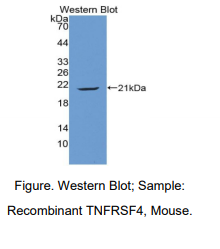 小鼠肿瘤坏死因子受体超家族成员4(TNFRSF4)多克隆抗体