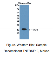 小鼠肿瘤坏死因子受体超家族成员19(TNFRSF19)多克隆抗体