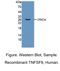 人肿瘤坏死因子配体超家族成员9(TNFSF9)多克隆抗体