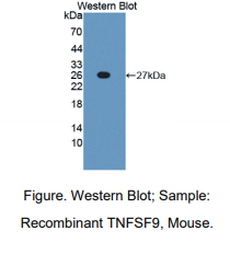 小鼠肿瘤坏死因子配体超家族成员9(TNFSF9)多克隆抗体