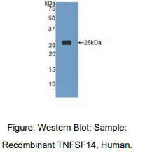 人肿瘤坏死因子配体超家族成员14(TNFSF14)多克隆抗体