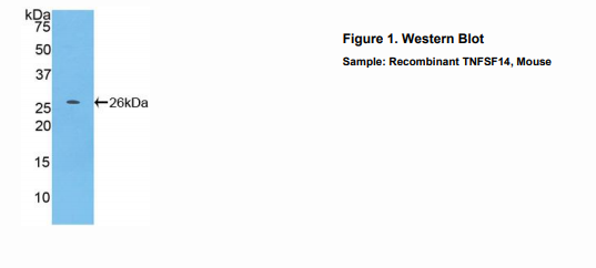 小鼠肿瘤坏死因子配体超家族成员14(TNFSF14)多克隆抗体