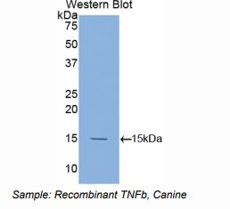 犬肿瘤坏死因子β(TNFb)多克隆抗体