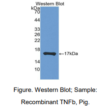 猪肿瘤坏死因子β(TNFb)多克隆抗体
