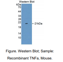 https://msimg.bioon.com/bionline/goods-no-pic.png