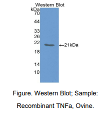 https://msimg.bioon.com/bionline/goods-no-pic.png