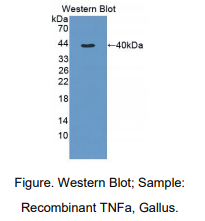 https://msimg.bioon.com/bionline/goods-no-pic.png