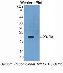 牛肿瘤坏死因子配体超家族成员13(TNFSF13)多克隆抗体
