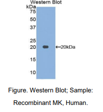 https://msimg.bioon.com/bionline/goods-no-pic.png