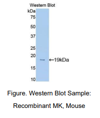 https://msimg.bioon.com/bionline/goods-no-pic.png