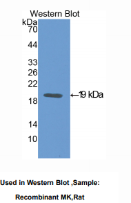 大鼠中期因子(MK)多克隆抗体